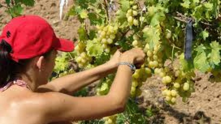 Реколтата от грозде е унищожена на места