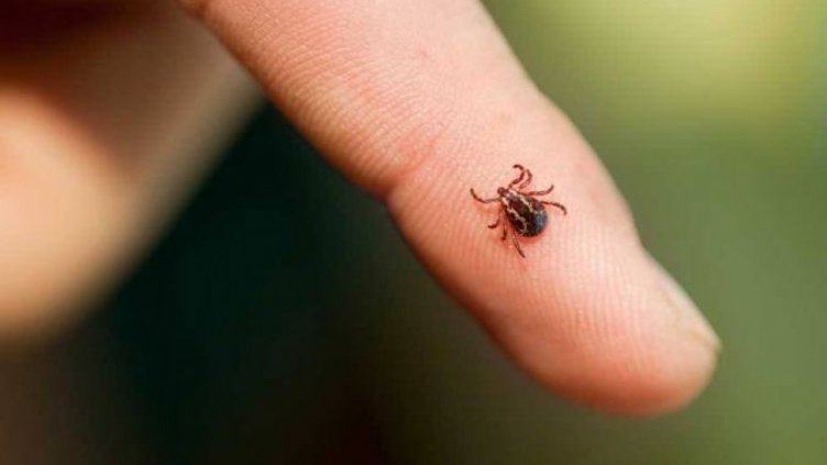 22 варненци ухапани от кърлеж, двама - с Лаймска болест