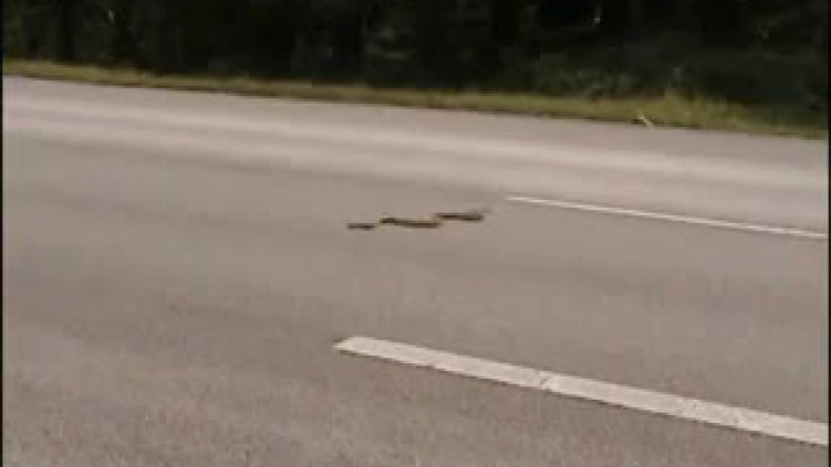 Змии плъзнаха в Хасковско след потопа