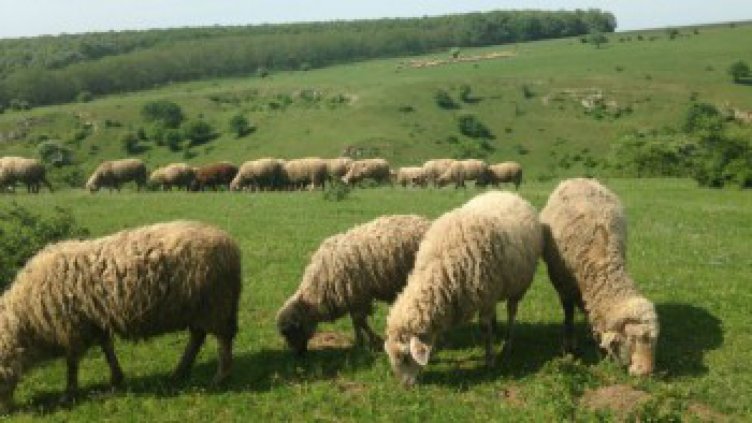 Намериха мъртви овце край родопското село Арда