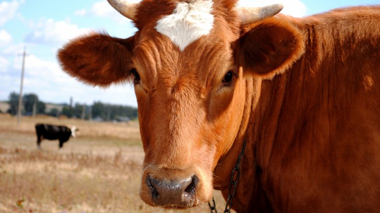 18 души яли от заразеното с антракс месо