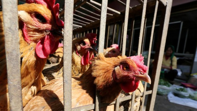 Япония премахна забрана за внос на българско птиче месо