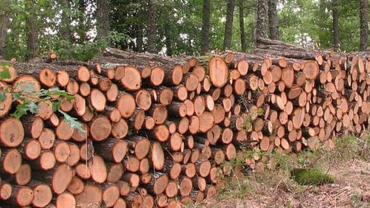 Държавните горски предприятия даряват дървесина на Хитрино