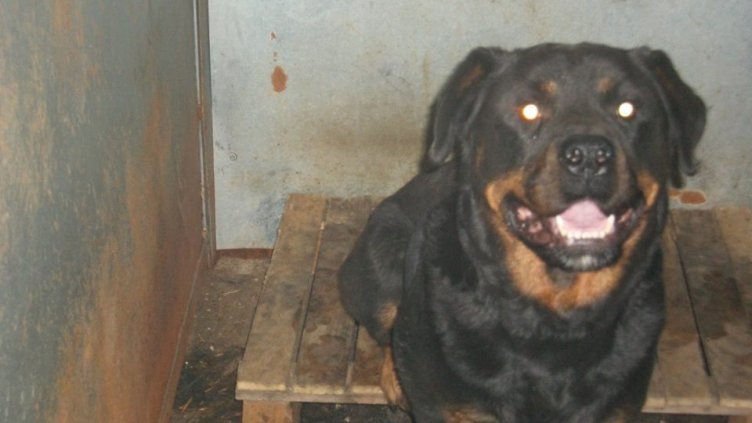 Намерен е 3-годишен ротвайлер