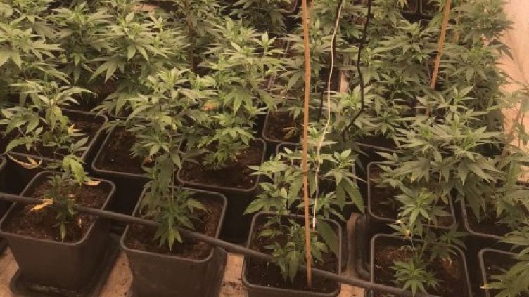 Съдят 55-годишен варненец за отглеждане и държане на марихуана в дома му