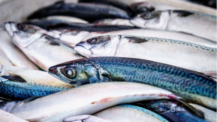 Мъртва риба изплава в река Черна в смолянския квартал "Устово"