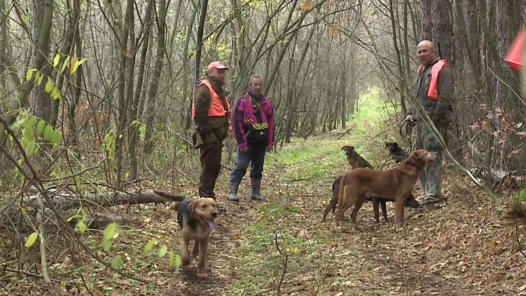Чумави прасета идват от Румънско