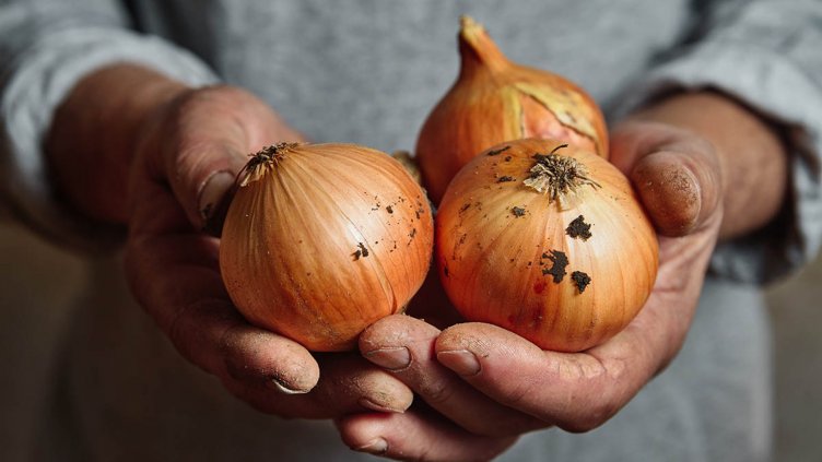 Възможно ли е да се храним здравословно и евтино? Да – хрупайте… лук!
