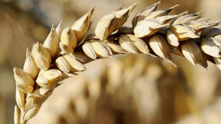 Германия може да спре вноса на пшеница от САЩ заради ГМО