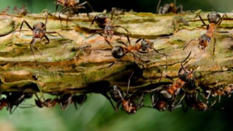 Mравки "химици" пазят колониите си