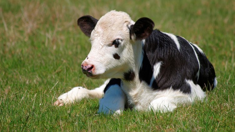 Щастливите телета захвърлят юларите