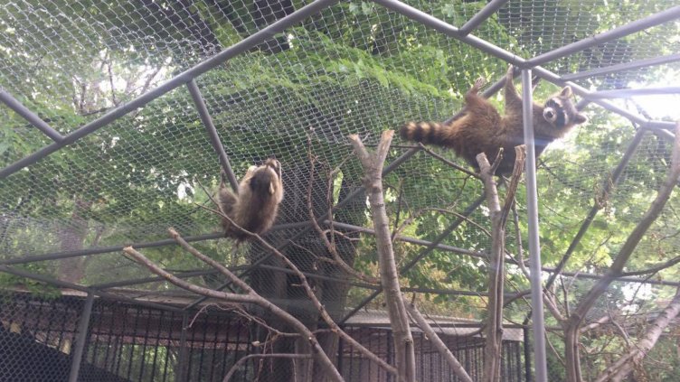 Двойка еноти от зоокъта влязоха в нов дом