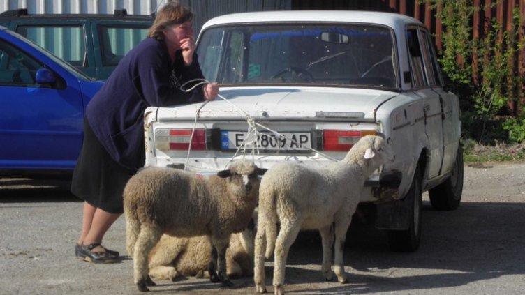 6 лв. живо тегло за агнета и ярета на пазара в Благоевград