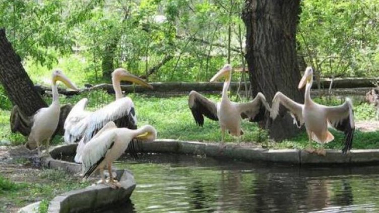 Спрян е достъпът на туристи около резервата “Сребърна“