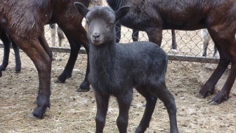 Над 100 бебета са родени в зоопарка през 2021 година