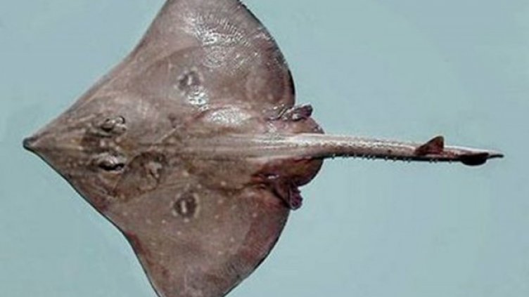 Само ден до забраната за калкан