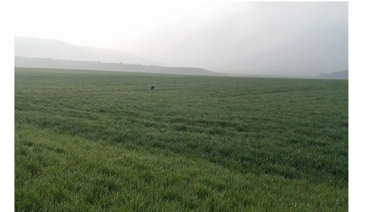 Самотен щъркел бедства край Девня