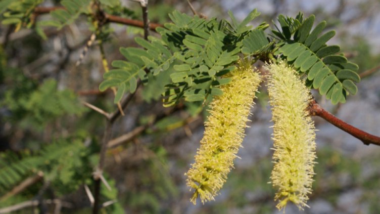 Инвазивно растение пресушило Етиопия