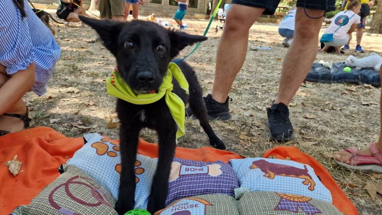 Осем кученца от приюта в с. Каменар са осиновени след участието си на летен фестивал