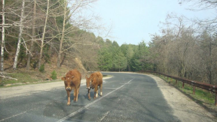 Крави на пътя предизвикаха тежка катастрофа на Русе-Разград