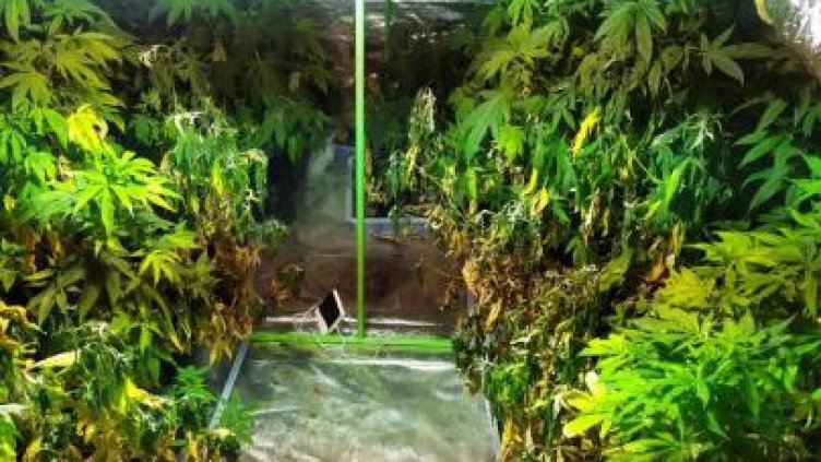 Като няма туристи: Хотел се превърна в огромна наркооранжерия