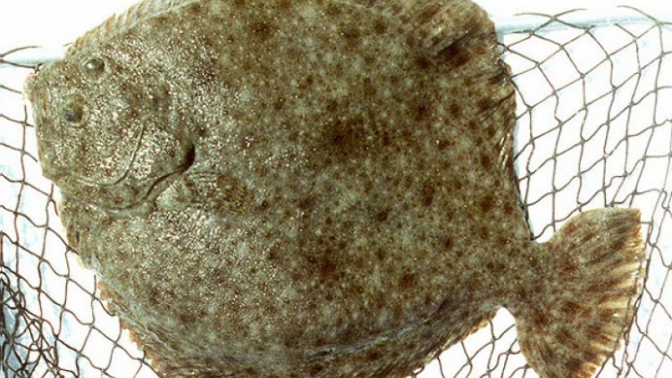 60% от квотата за улов на калкан в Черно море е усвоена