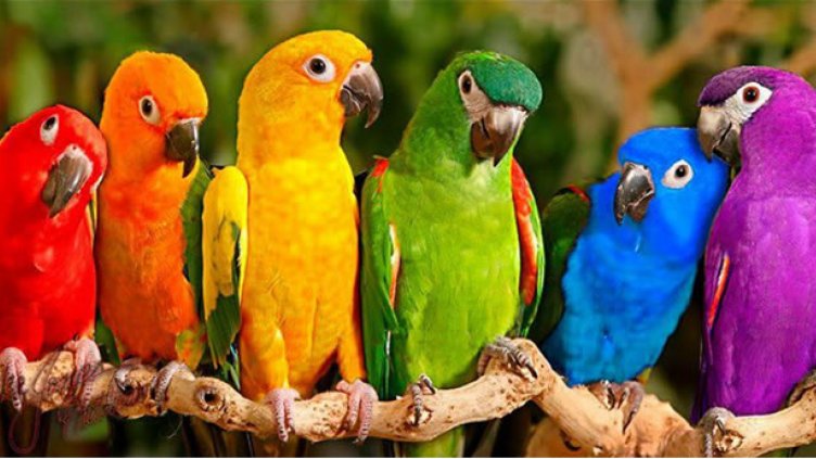 Папагали рецитират “Аз съм българче“