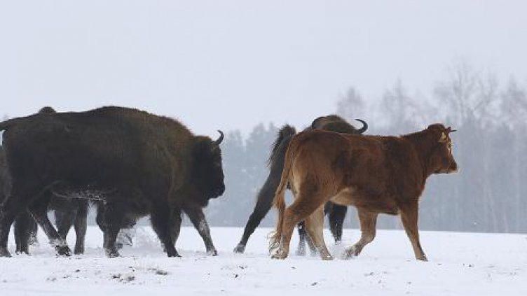 Домашна крава хвана гората
