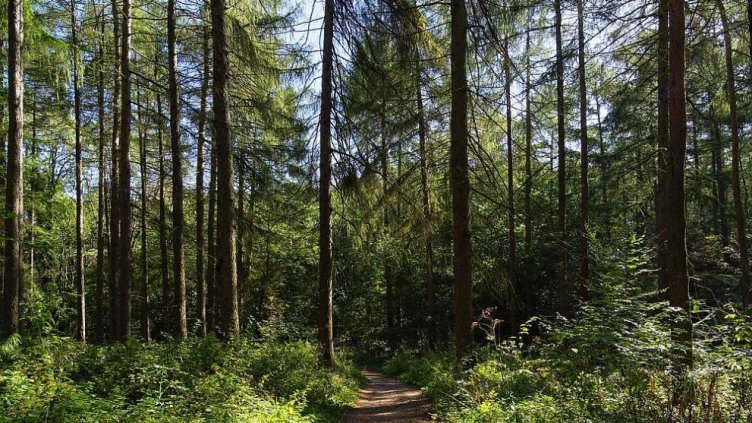 “За зелен рестарт”: Промените в Закона за горите застрашават българската природа и население