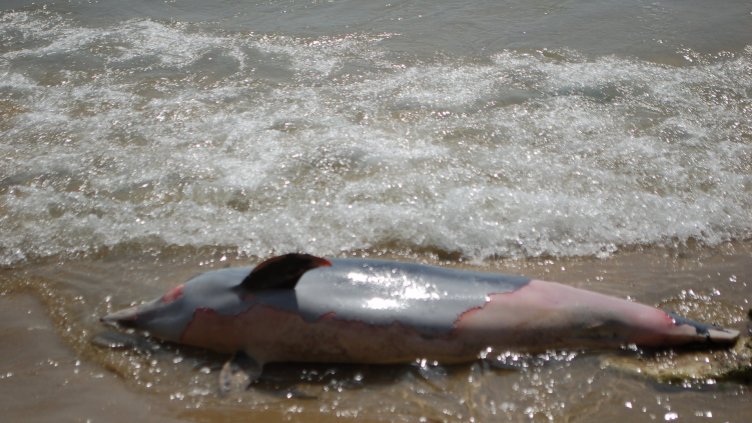 От естествена смърт е умрял делфинът, намерен на плажа във Варна
