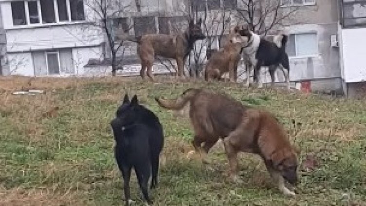 Община Варна брои безстопанствените кучета и котки