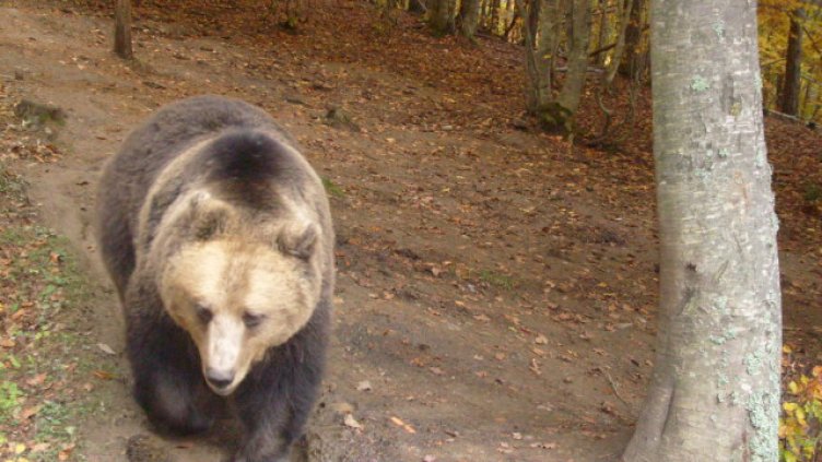 Гладни мецани започнаха набези в Родопите