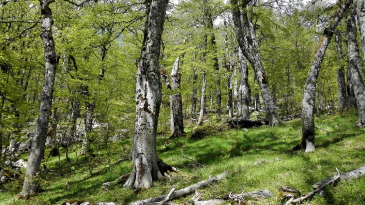 Първите растения са се появили пред 500 млн. години