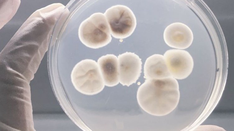 СЗО бие тревога за 12 особено опасни бактерии