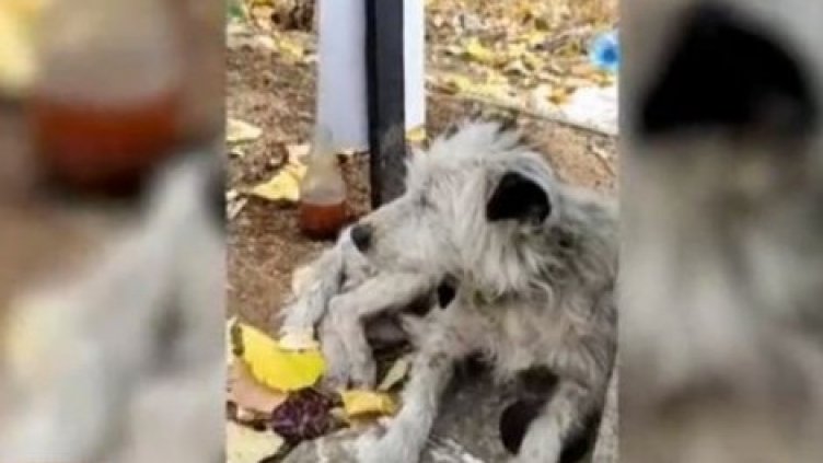 Куче живя месеци на гроба на стопанката си