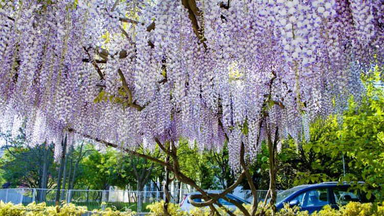 снимки: Ели Маринова