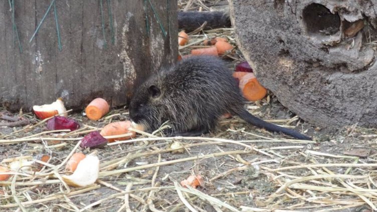 Три нови бебета се родиха във варненския зоопарк