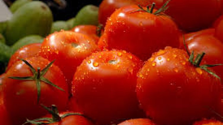 1.2 лв/кг ще е средната изкупна цена на оранжерийните домати