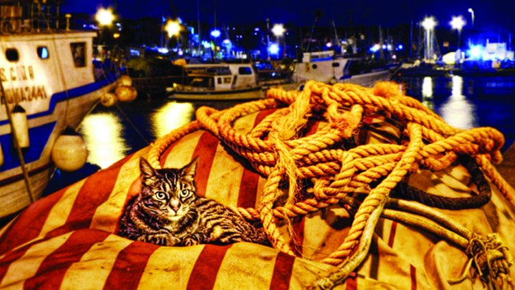 Градове на вода: Японските „Острови на котките“ – рай или ад