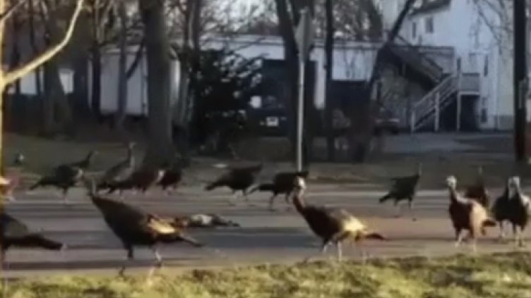 Пуйки обикаля в ритуален танц около мъртва котка (ВИДЕО)