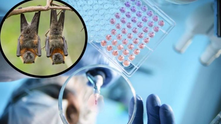 СЗО предупреди за нов смъртоносен вирус от прилепи