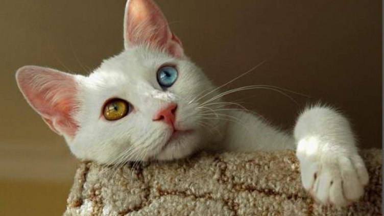 Пожарникари спасиха коте от развалините на земетресението в Италия