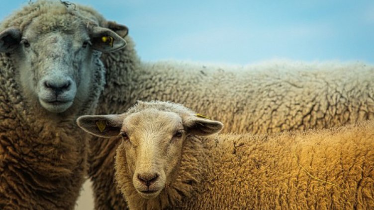 С обучени кучета крадци отмъкнаха 200 овце