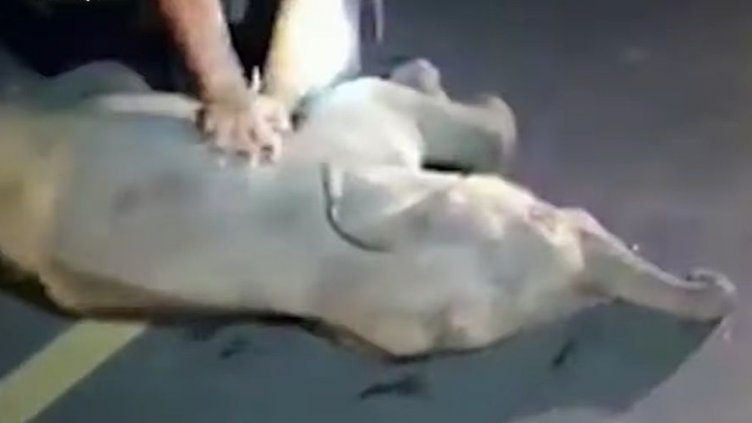 Лекарско милосърдие: Със сърдечен масаж спасиха блъснато… слонче Видео