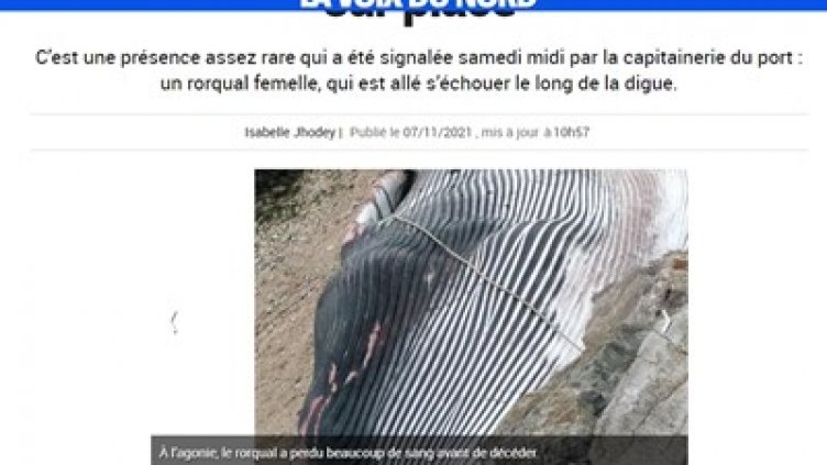 15-тонен кит изплава на пристанището в Кале