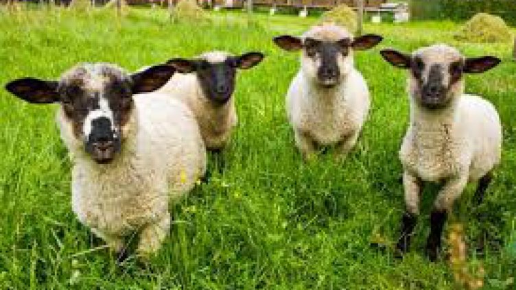 ЕС ще насърчава рекламирането на овче и козе мляко и продукти