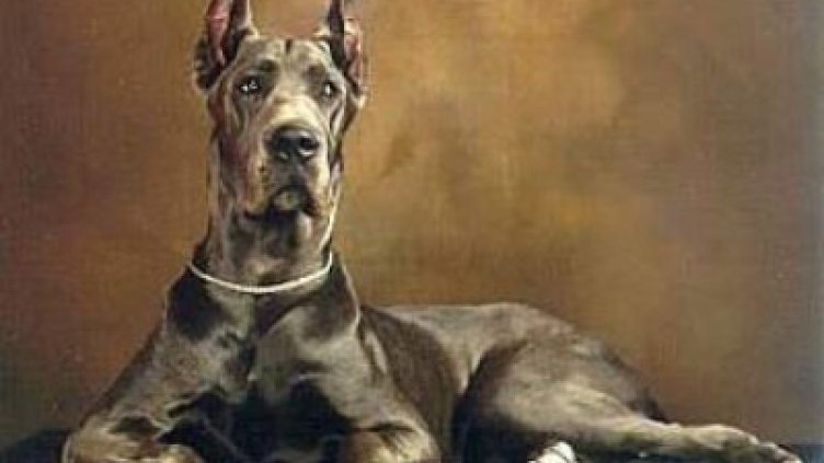 Дог изяде 43 чорапа, наложи се да го оперират