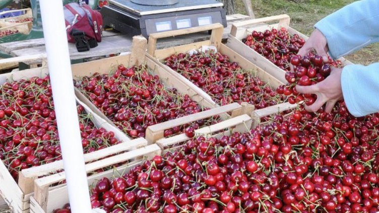 Кило череши удари 26 лева