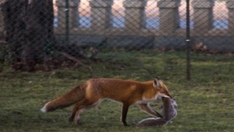 Напаст: Лисици тормозят добричлии