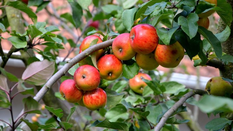 Климатични беди „изядоха“ ябълките в Европа